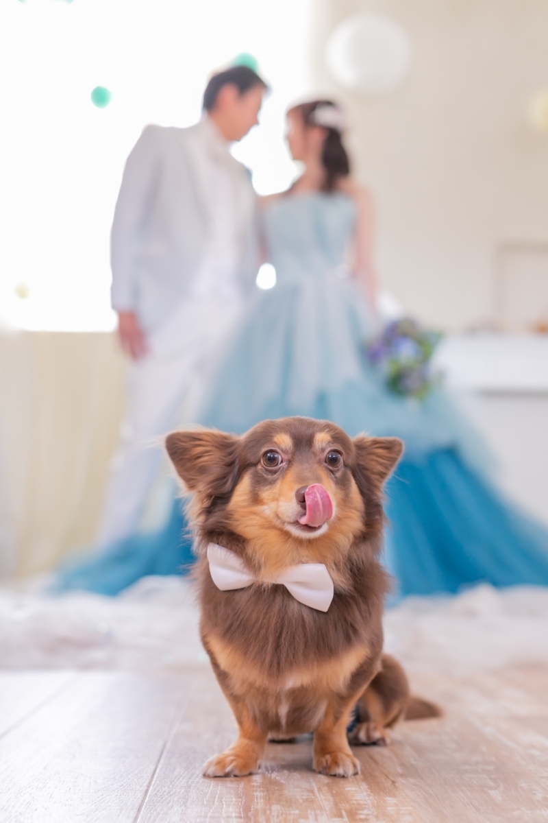 My Little Studio by BRIDES_投稿写真