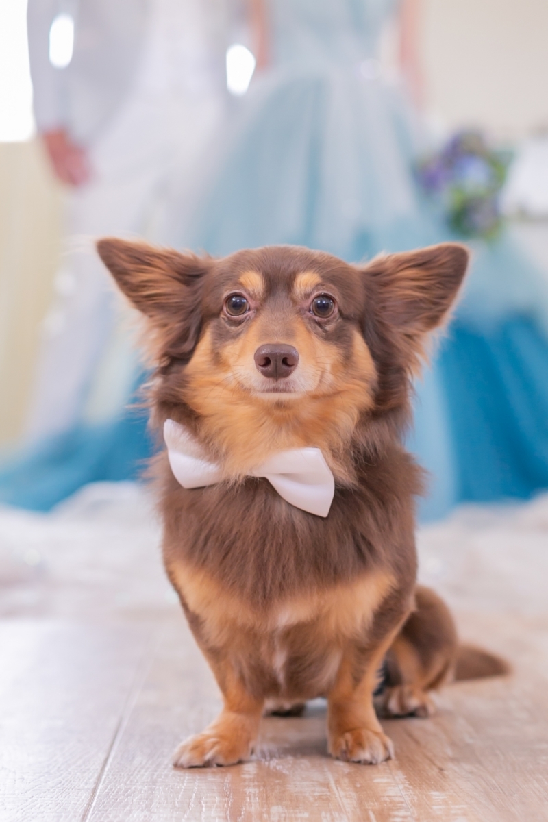 My Little Studio by BRIDES_投稿写真