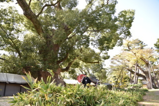 住吉大社吉祥殿_アドバイス写真