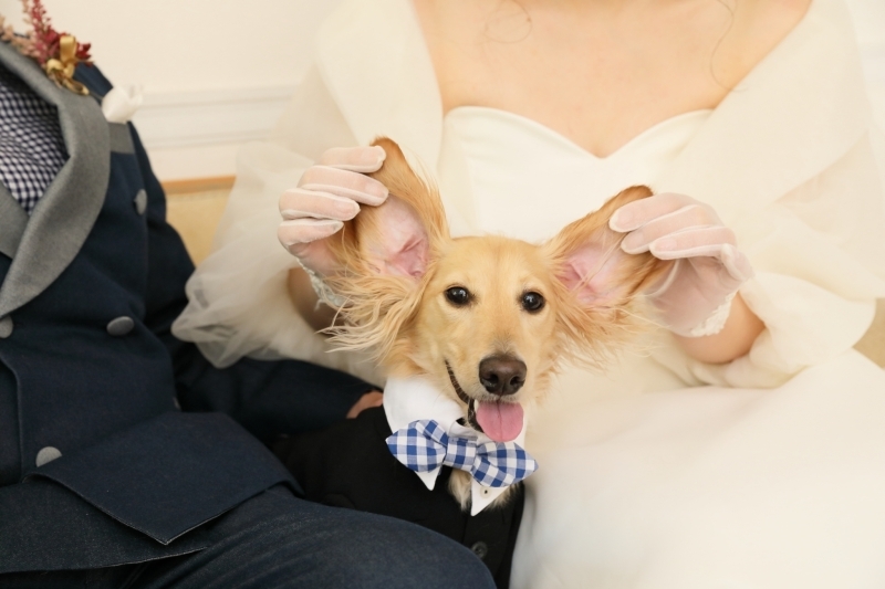 ～和、装う～　アントワープブライダルフォトウェディング_投稿写真