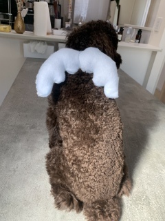 マリアージュ　ことぶき_アドバイス写真