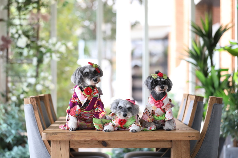 メゾンフォトスタジオ_投稿写真