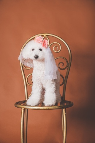 Photo studio enish_アドバイス写真