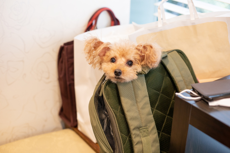 写真だけの結婚式　ecoo（エクー）_投稿写真