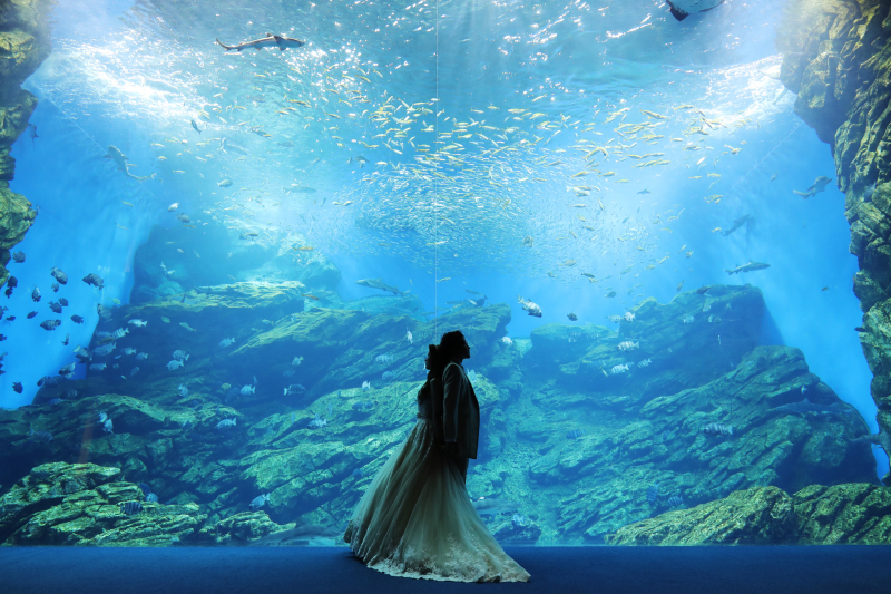 水族館でウェディングフォトを撮りたいなら_32402_投稿写真_1