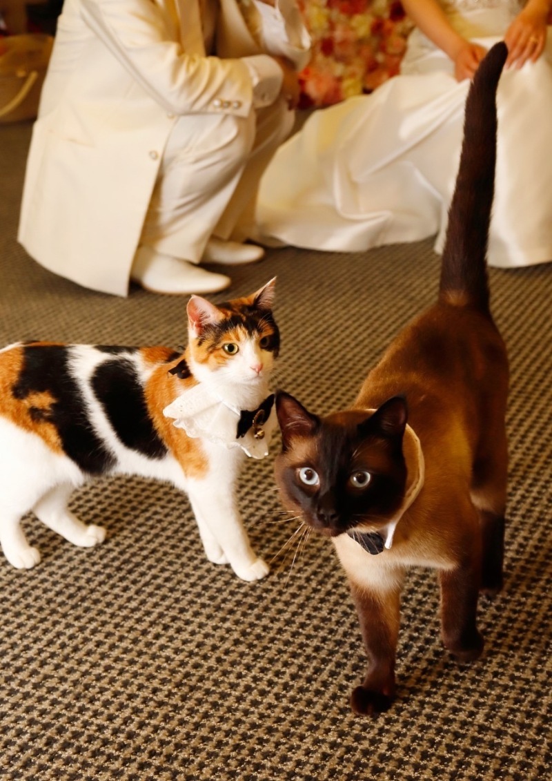 猫と一緒に撮影ができるスタジオさん_25452_投稿写真_2