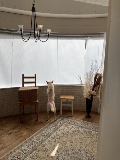 阿部写真館　大阪本町靭公園前店_アドバイス写真