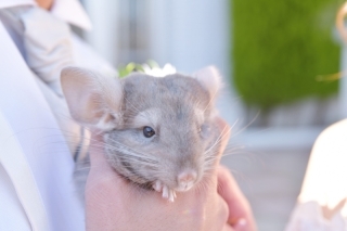 マリアージュ　ことぶき_アドバイス写真