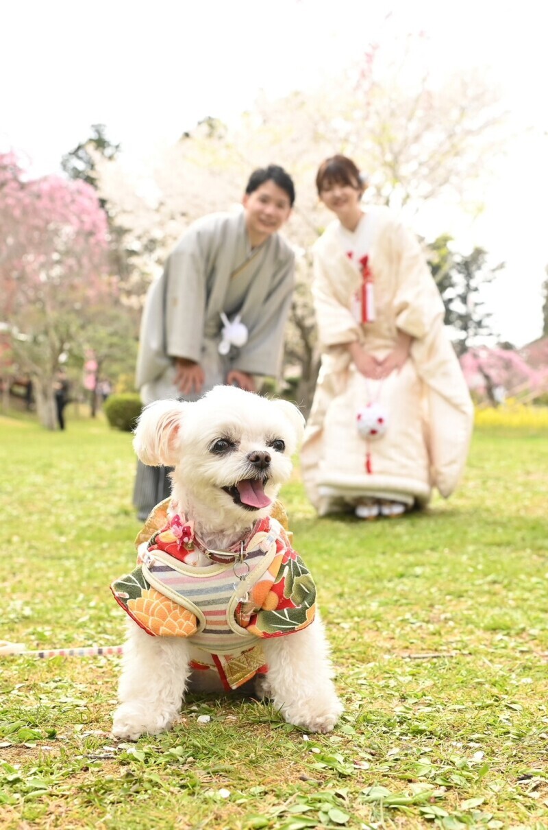 アドバンス ウェディング_投稿写真