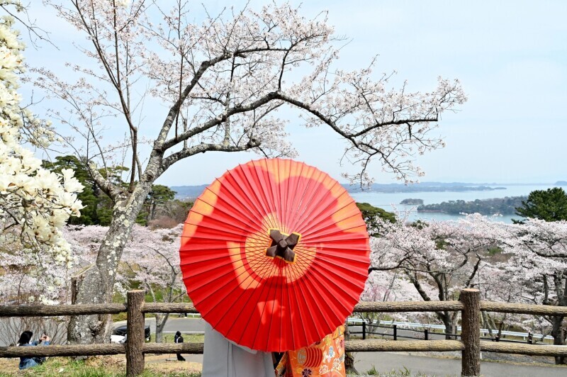 和装にぴったりの景色で撮影！天気も桜もバッチリ仕上がりも◎_31192_投稿写真_3