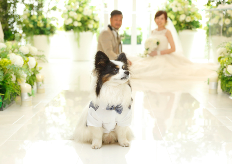 素敵なチャペルでペットと撮影ならオススメ_32801_投稿写真_2