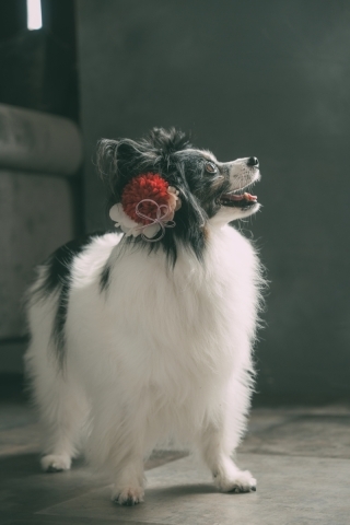 Jheart 江ノ島（ジェイハート エノシマ）_アドバイス写真