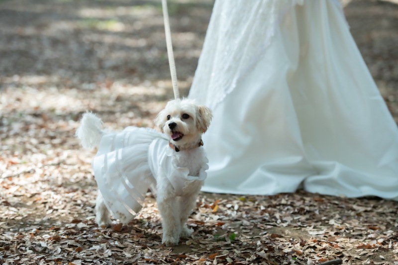 愛犬と楽しく撮影できます！_35934_投稿写真_2