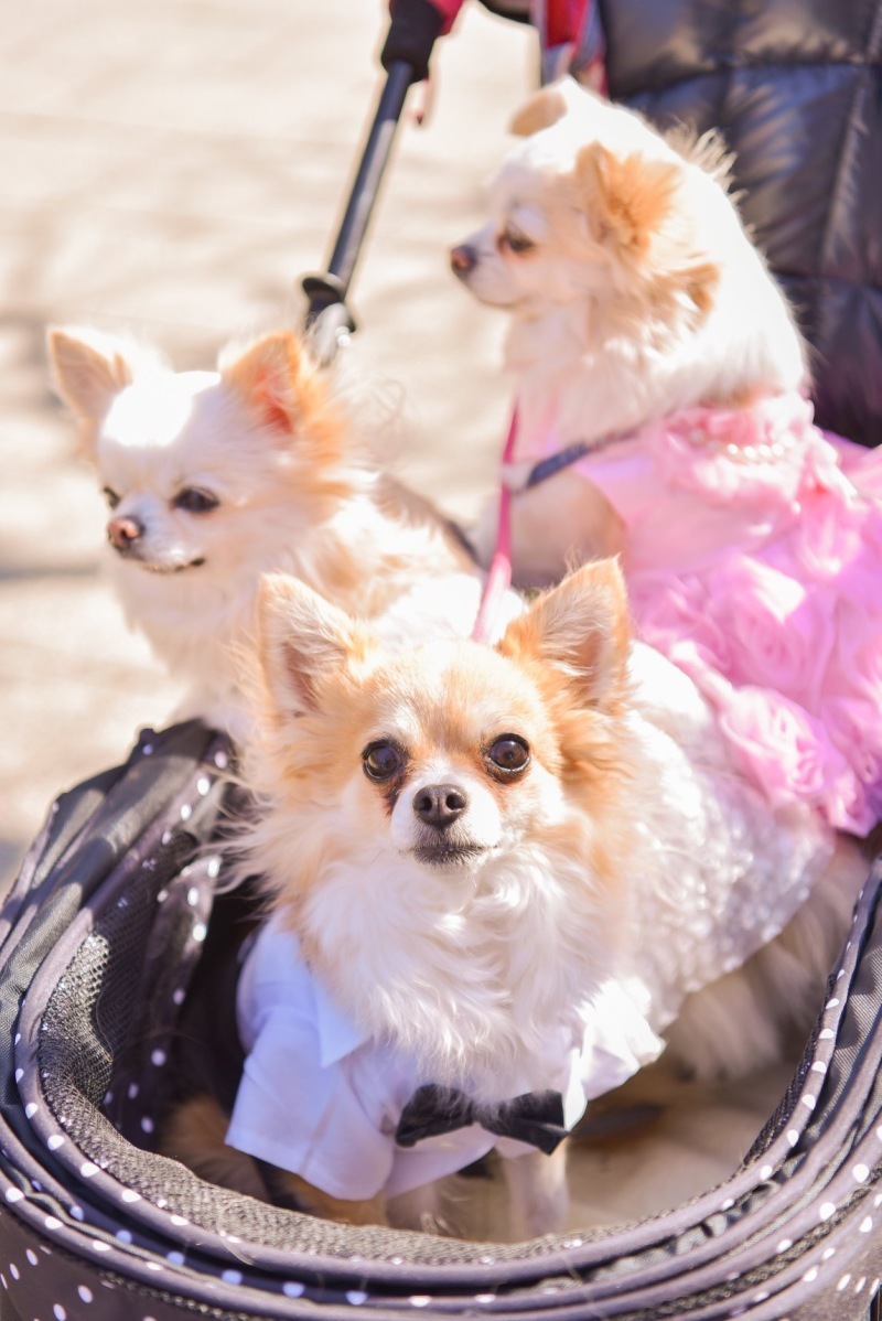 ペットと撮影するならオススメ！_3571_投稿写真_1