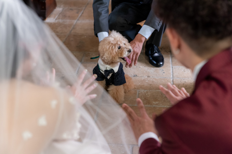 愛犬と一緒に撮れるフォトウェディング_43991_投稿写真_1