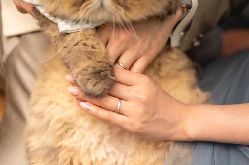 【スタジオ撮影は落ち着きます】可愛いペットと写真が撮れます！_45906_投稿写真_2