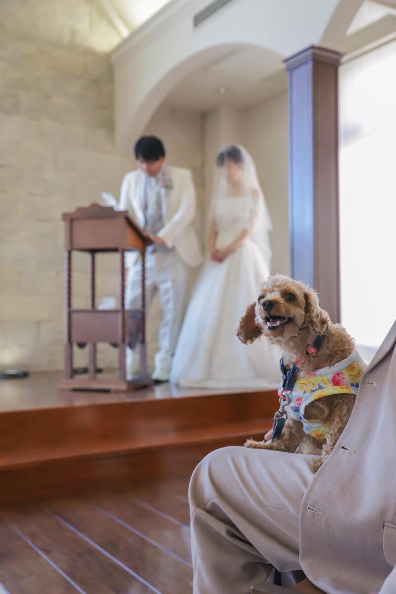 関西唯一のチャペル併設スタジオでペットと一緒に撮影できます！_45452_投稿写真_1