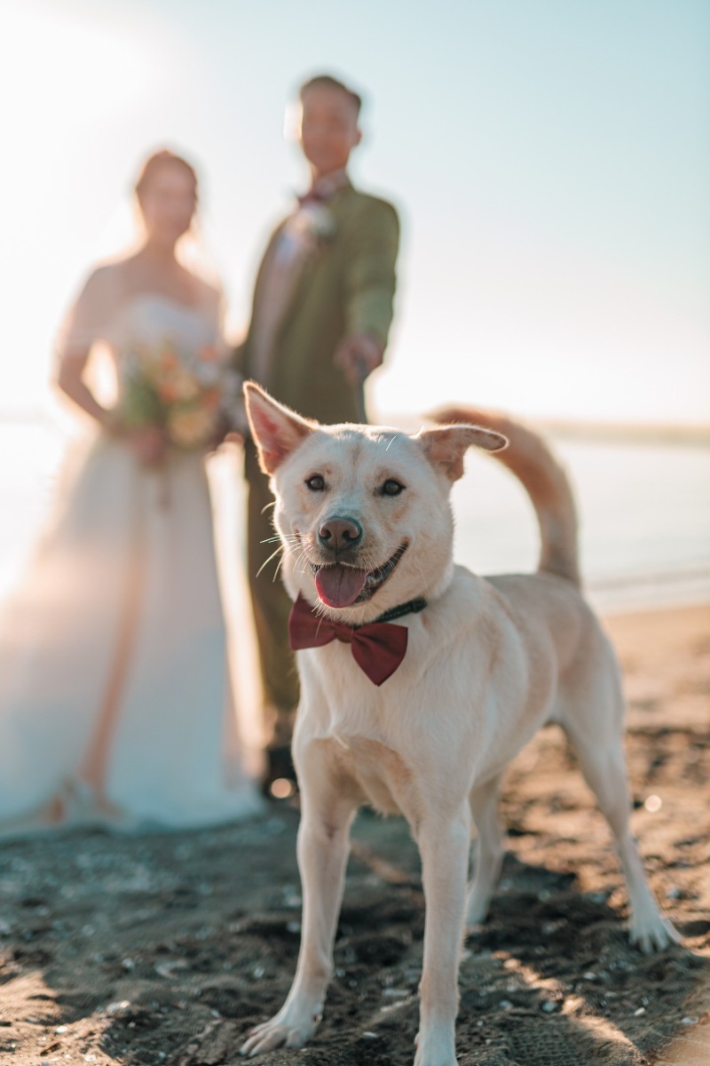 わんちゃんと一緒に撮影したい方にオススメです_46002_投稿写真_3