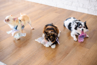 写真だけの結婚式　ecoo（エクー）_アドバイス写真