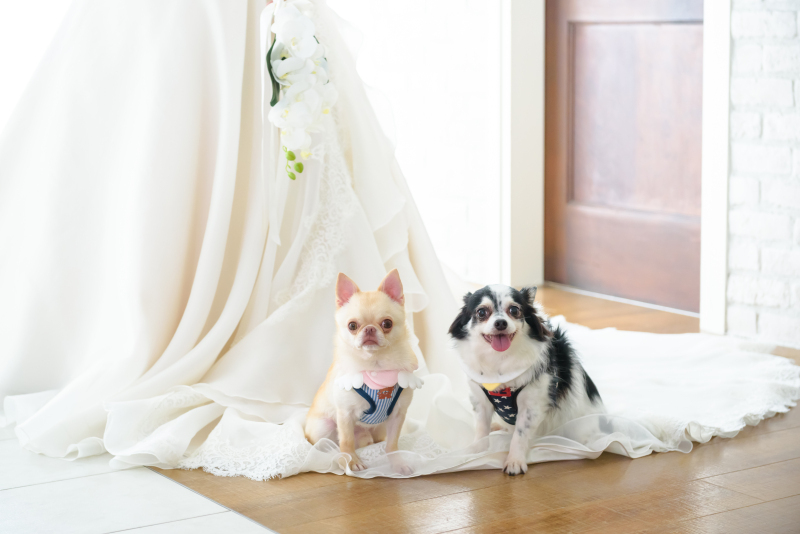 写真だけの結婚式　ecoo（エクー）_投稿写真