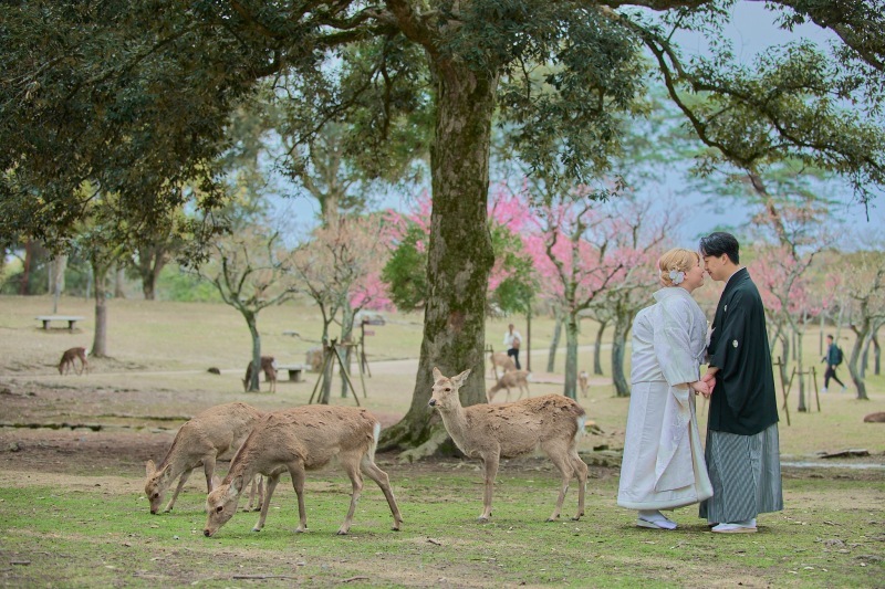 【奈良ロケ撮影】鹿と撮影◎サービス満点で撮ってくれました_47489_投稿写真_1