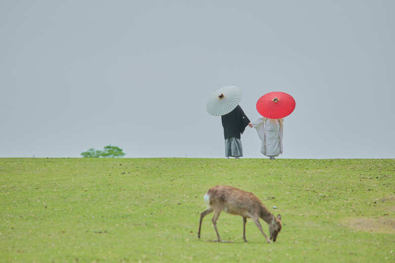 奈良公園で鹿と一緒に撮影できる！_48171_投稿写真_1