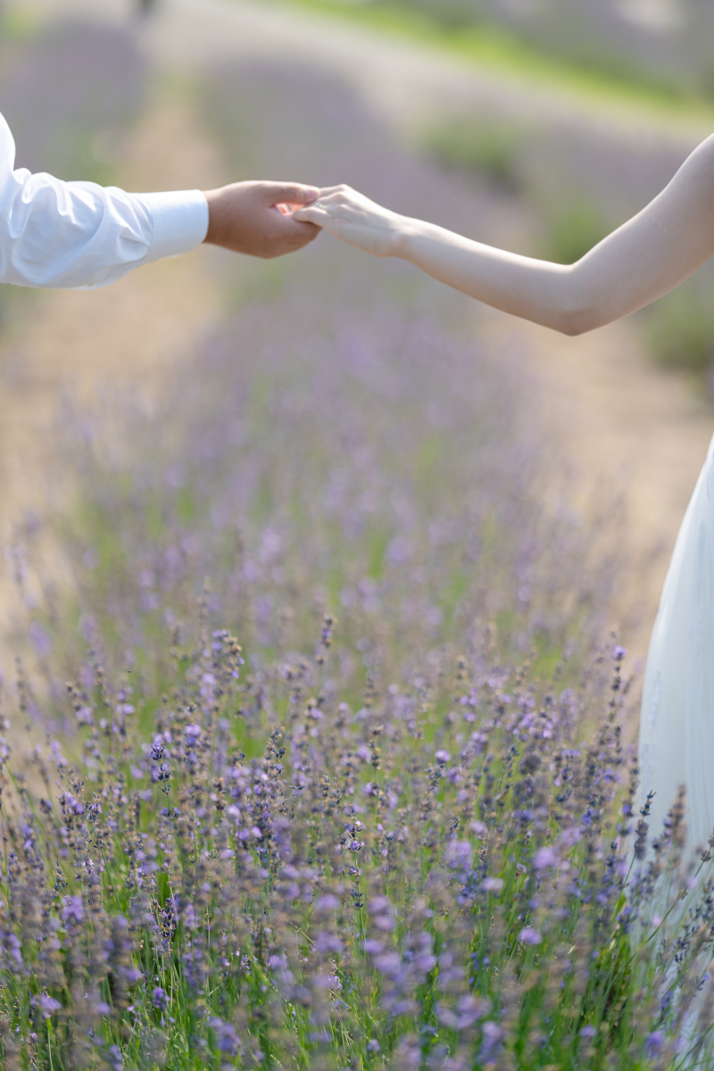富良野のラベンダー畑、牧場でのロケーションフォト_48517_投稿写真_1