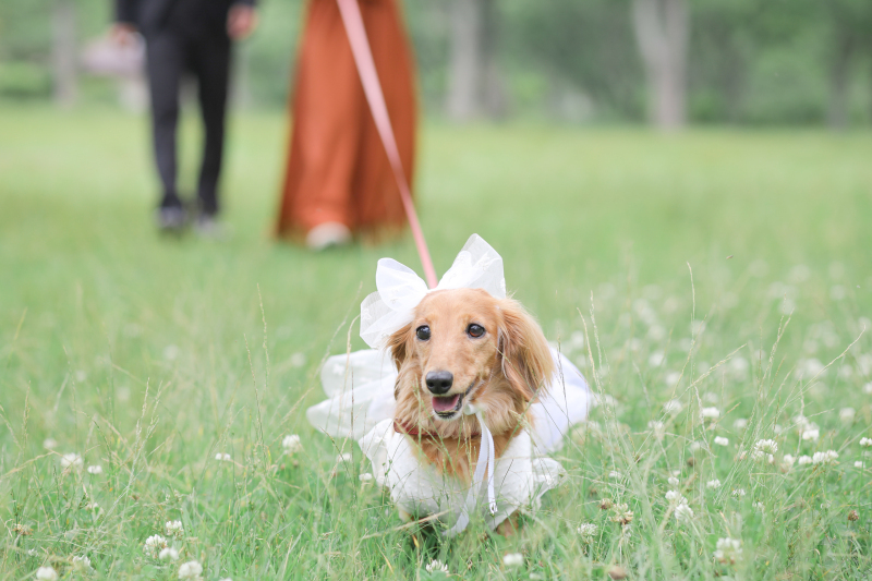 前撮りでやりたいこと全て叶えてもらえました◎_49542_投稿写真_2
