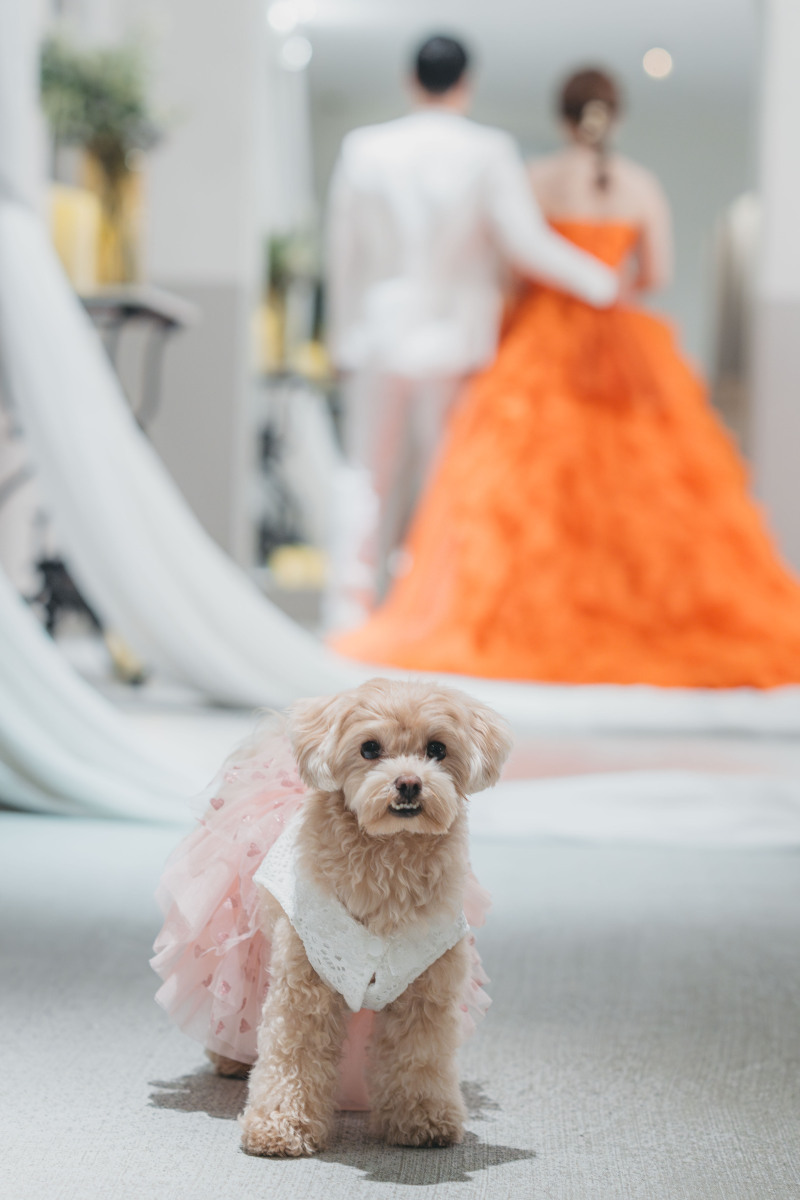 ペットと撮影可能でチャペルはとても豪華です。_50081_投稿写真_2