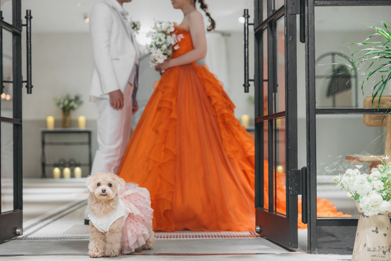 ペットと撮影可能でチャペルはとても豪華です。_50081_投稿写真_1