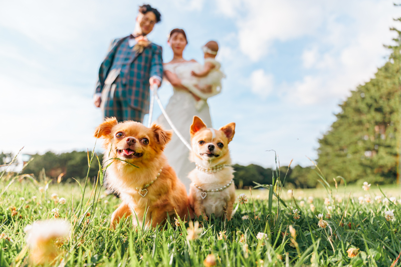 犬を抱っこして撮らせてもらえるのでめちゃくちゃおすすめです。_50654_投稿写真_1