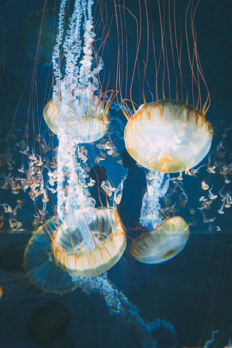 江の島水族館での撮影できるポイントが良かったです。_51026_投稿写真_2