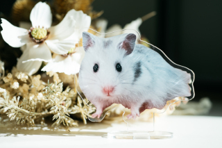 写真だけの結婚式　ecoo（エクー）_アドバイス写真