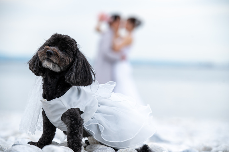 前撮り結婚式.com 縁photo _投稿写真