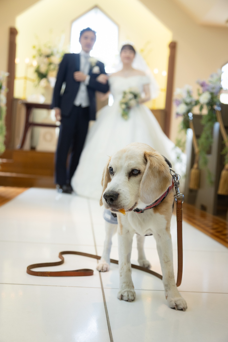 大切な家族と、13歳の愛犬との時間を残せました_55803_投稿写真_1