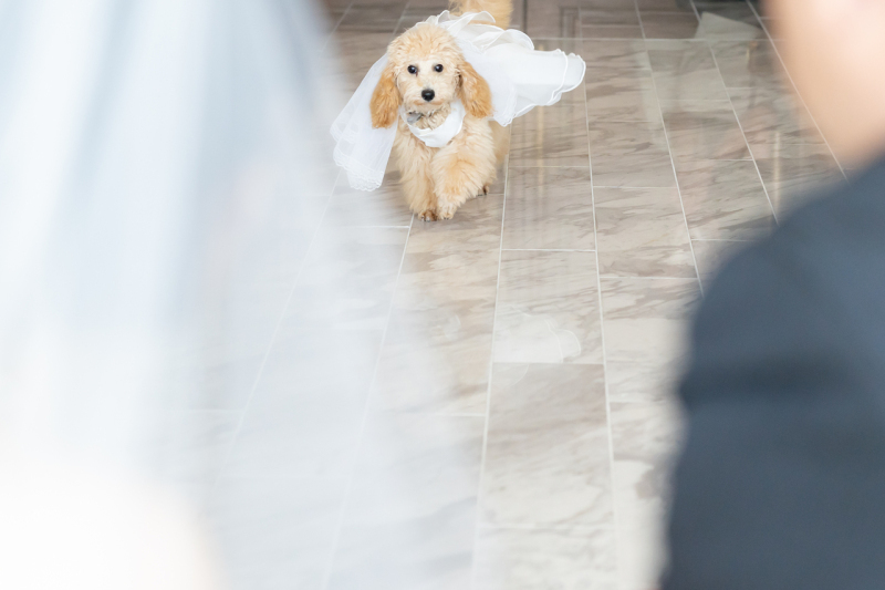 ペットとかわいい写真を♡破格の値段で最高の思い出♡_56037_投稿写真_2