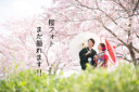 桜フォト、まだ間に合います！