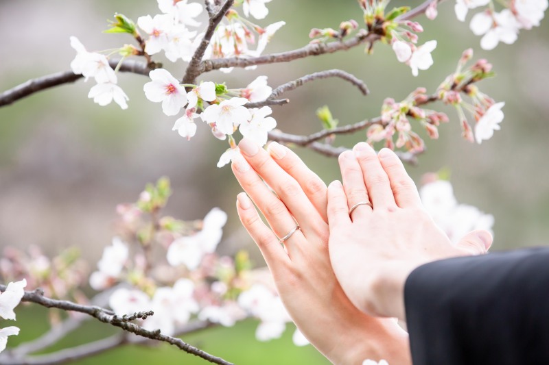 【3/23(土)24(日)】桜の三渓園!残りわずかとなってます♪