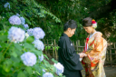 紫陽花もオススメ!【三渓園】