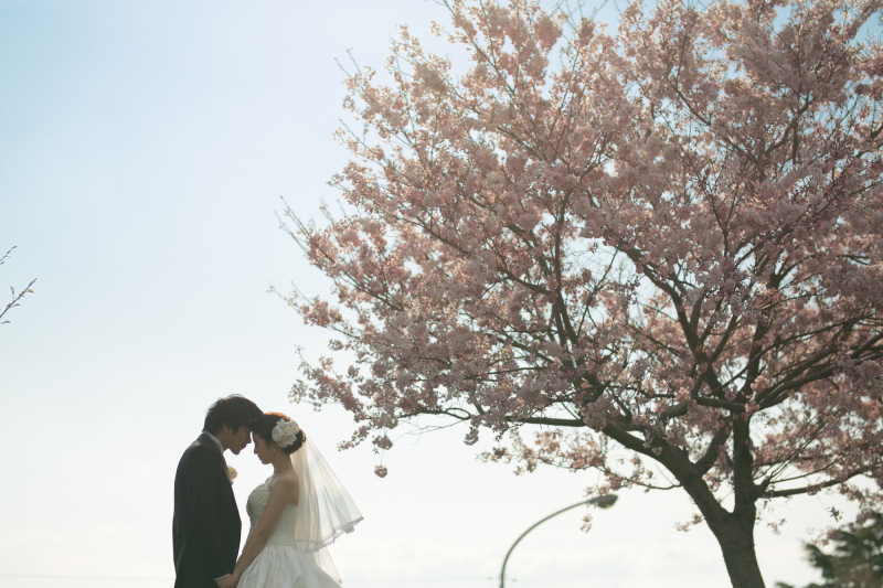 ＼残りわずか！／桜ロケーションフォト、まだ間に合います◎