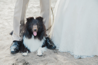 大切なペットと一緒にフォトウェディングを残してみませんか？