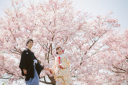 桜並木でフォトウェディング