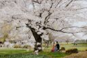 昭和記念公園