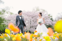 あきらめないで！やっぱり桜は美しい