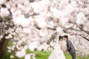 桜の中でのキスシーンのフォトウェディング♡