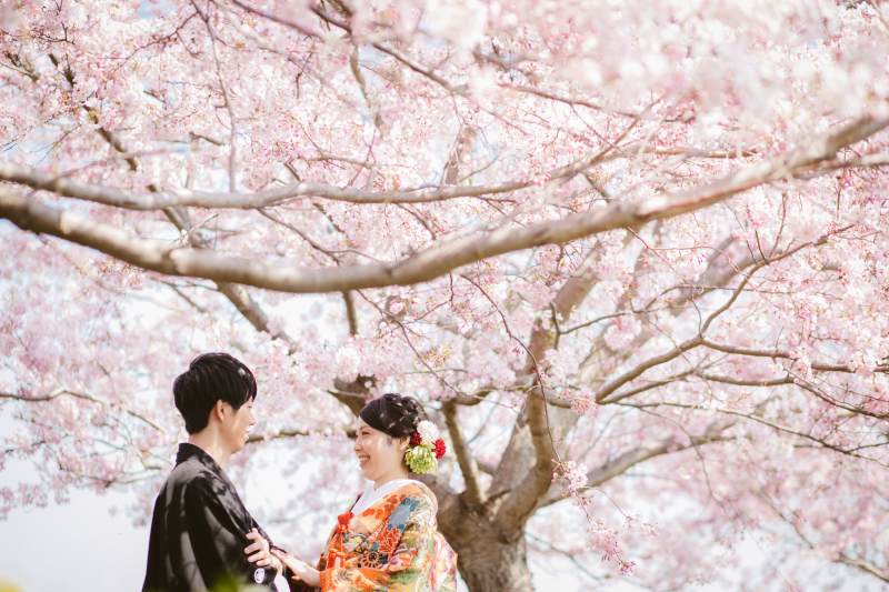 桜フォトウェディング　ご案内スタートしています！