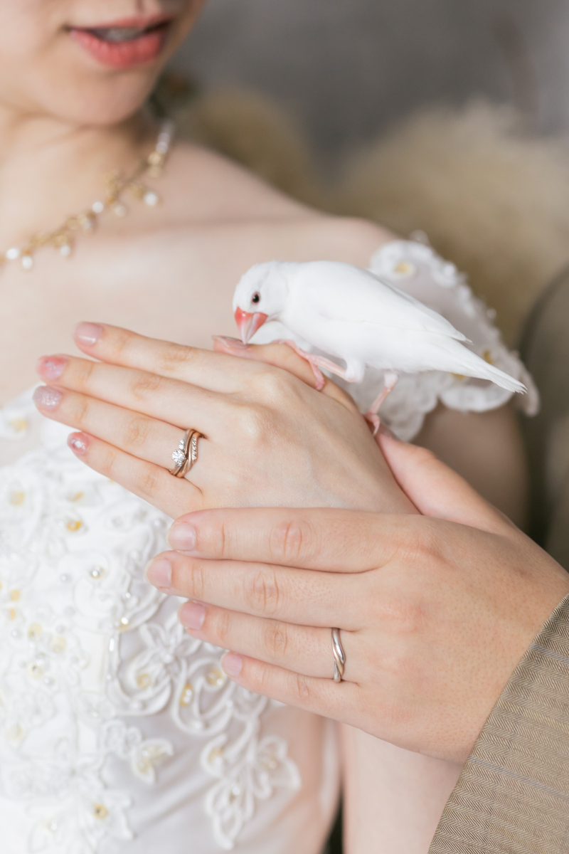 【ペットと一緒に＊】洋装スタジオ撮影プラン