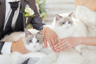 大切なペットと一緒にフォトウェディングを残してみませんか？