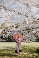 打掛と桜のハーモニー