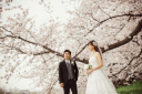 桜フォトウェディング 好評受付中!